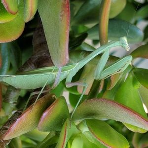 Meet your Posher, Tracy